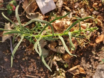 Senecio inaequidens, photographed by Alexis Tinker-Tsavalas