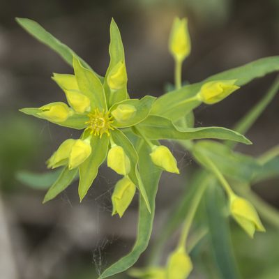 Euphorbia virgata, photographed by Иван Шихалев