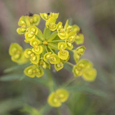 Euphorbia virgata, photographed by Иван Шихалев
