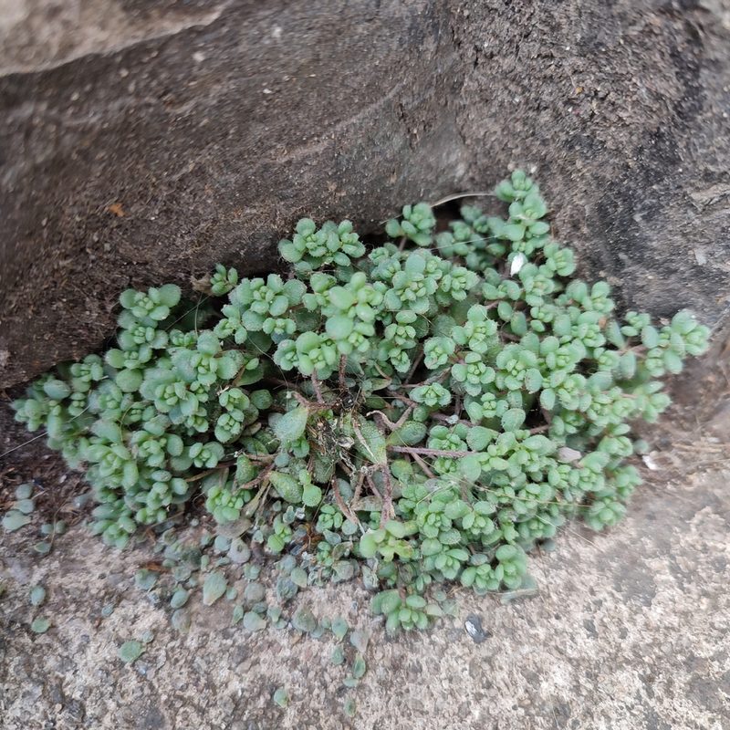 Sedum dasyphyllum, photographed by Quentin Groom