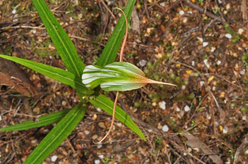 Pterostylis banksii, photographed by Pieter Pelser