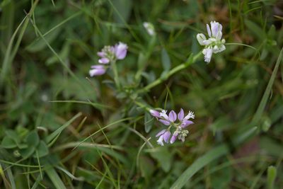 Polygala vulgaris, photographed by Tim Johnson