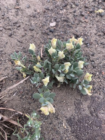 Scutellaria nana, photographed by Joshua Zupan