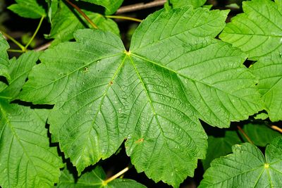 Acer pseudoplatanus, photographed by Andrew Skotnicki