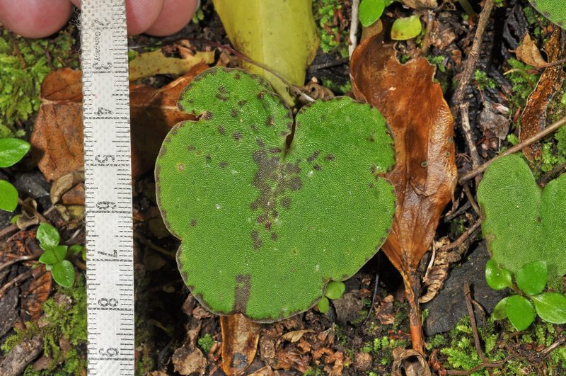 Corybas macranthus, photographed by Pieter Pelser