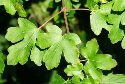 Acer campestre, photographed by Andrew Skotnicki