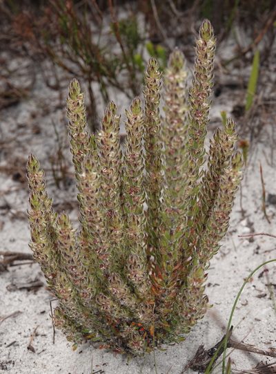 Anthospermum bergianum, photographed by desertnaturalist