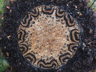 Sphaeropteris medullaris, photographed by Felix Collins