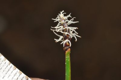 Eleocharis acuta, photographed by Pieter Pelser
