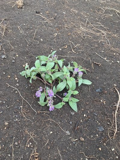 Phacelia humilis, photographed by Joshua Zupan