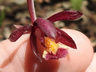 Bletia warnockii, photographed by Sam Kieschnick