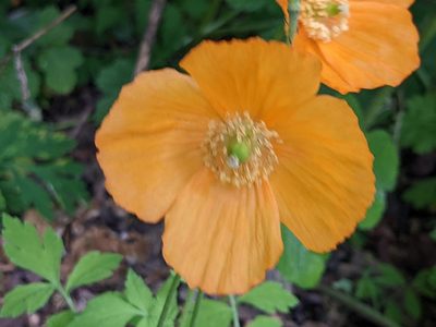 Parameconopsis cambrica, photographed by Pieter Huybrechts