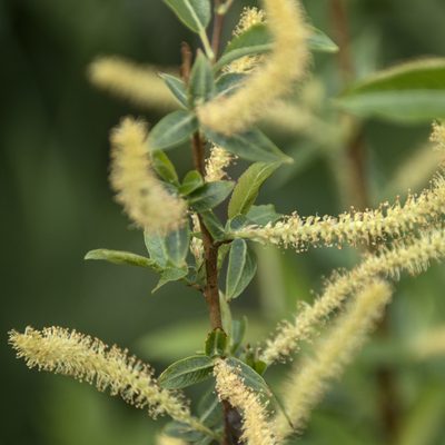 Salix triandra, photographed by Иван Шихалев
