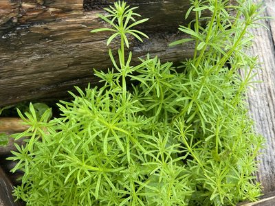 Galium aparine, photographed by Aiva Noringseth