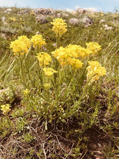Erysimum cuspidatum, photographed by Vladislav Isaev
