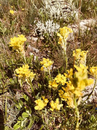 Erysimum cuspidatum, photographed by Vladislav Isaev