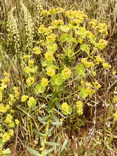 Euphorbia agraria, photographed by Vladislav Isaev