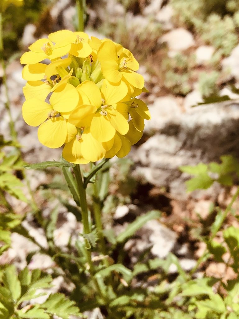 Erysimum cuspidatum, photographed by Vladislav Isaev