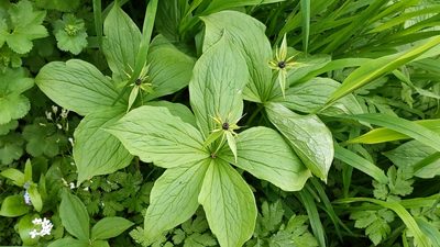 Paris quadrifolia, photographed by Philipp