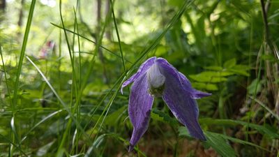 Clematis alpina, photographed by Philipp