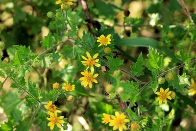 Anisopappus schinzii, photographed by Wynand Uys