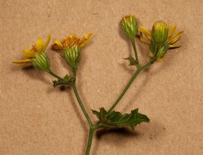 Anisopappus schinzii, photographed by Wynand Uys