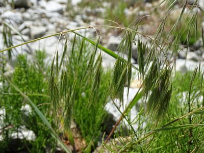 Bromus tectorum, photographed by Grzegorz Grzejszczak
