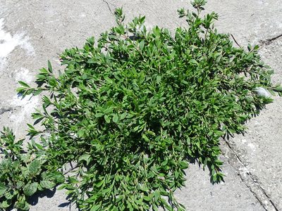 Polygonum aviculare, photographed by Grzegorz Grzejszczak