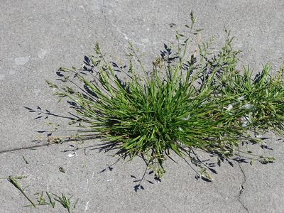Poa annua, photographed by Grzegorz Grzejszczak