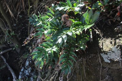 Cyrtomium falcatum, photographed by Joe Dillon