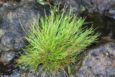 Isolepis cernua, photographed by Joe Dillon