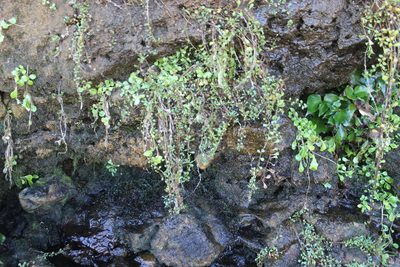 Samolus repens, photographed by Joe Dillon