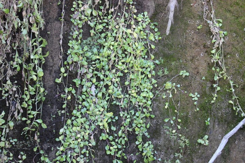 Lobelia anceps, photographed by Joe Dillon