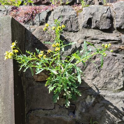 Senecio squalidus, photographed by Quentin Groom