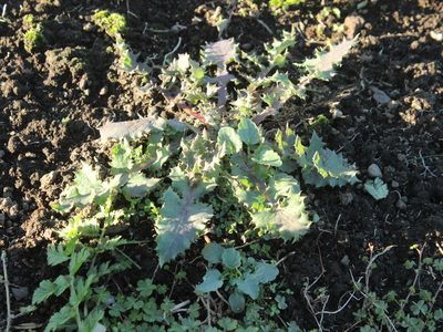 Sonchus asper, photographed by Joe Dillon