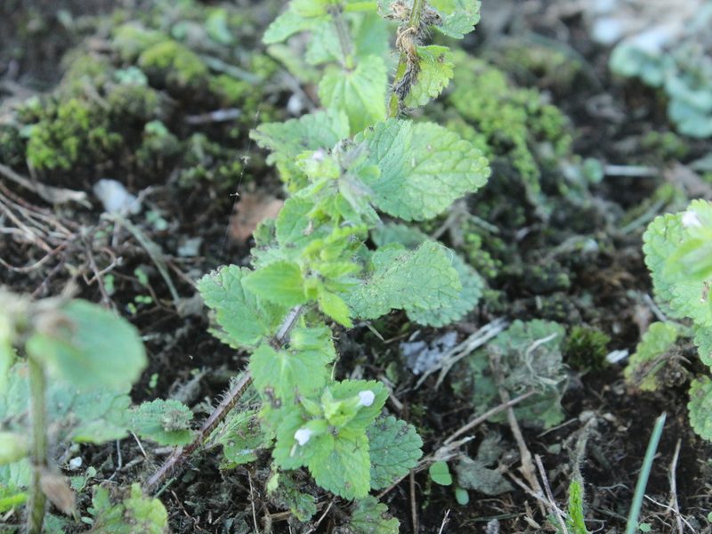 Stachys arvensis, photographed by Joe Dillon