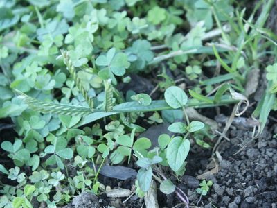 Eleusine indica, photographed by Joe Dillon