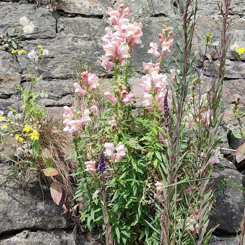 Antirrhinum majus, photographed by Quentin Groom