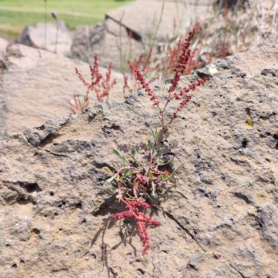 Rumex acetosella, photographed by Quentin Groom