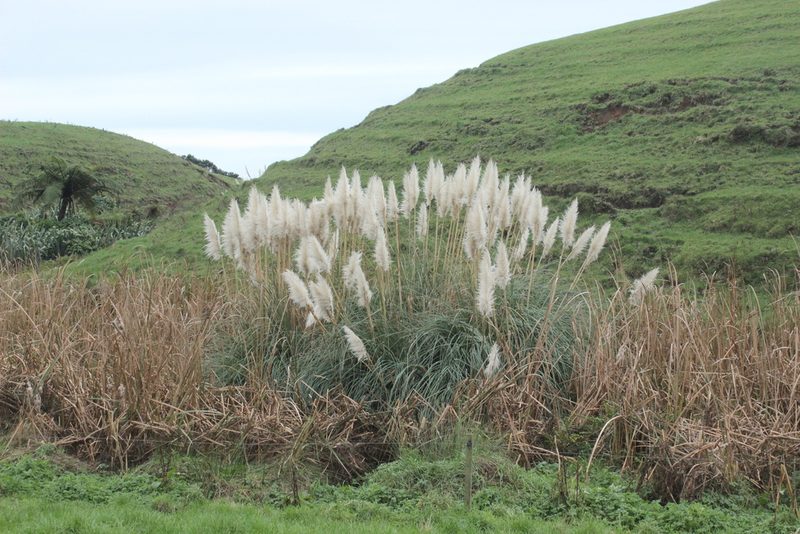 Typha orientalis, photographed by Joe Dillon