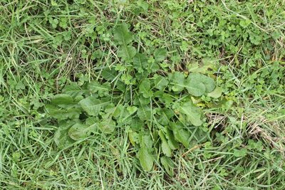 Rumex pulcher, photographed by Joe Dillon