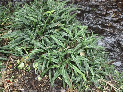 Austroblechnum banksii