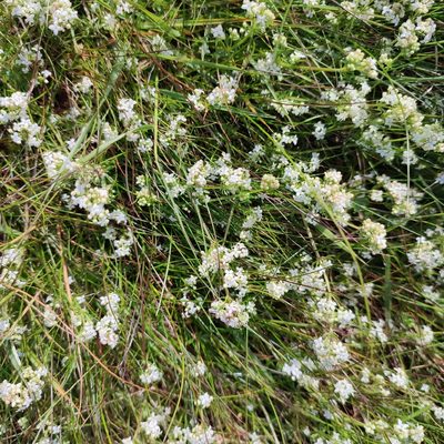 Galium saxatile, photographed by Quentin Groom