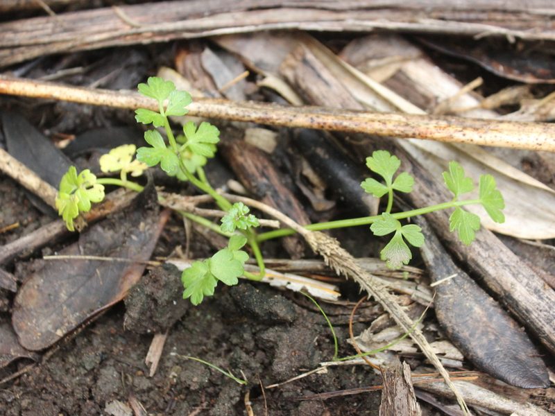 Apium prostratum, photographed by Joe Dillon