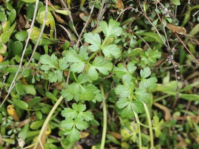 Apium prostratum, photographed by Joe Dillon
