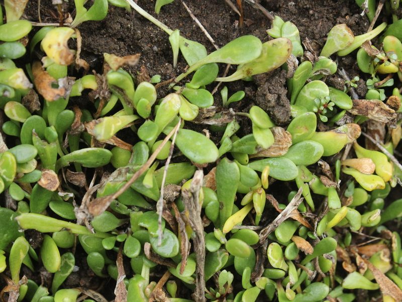 Goodenia radicans, photographed by Joe Dillon