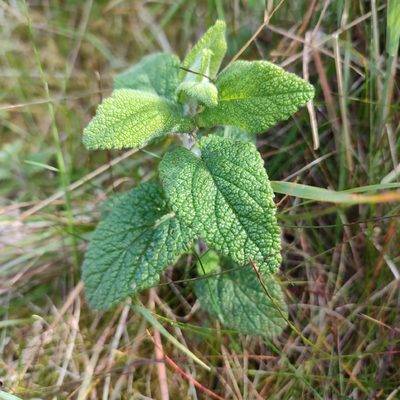 Teucrium scorodonia, photographed by Quentin Groom