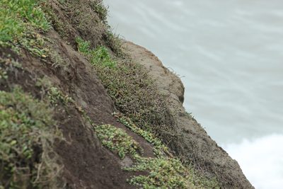 Salicornia quinqueflora, photographed by Joe Dillon