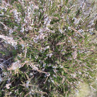 Calluna vulgaris, photographed by Quentin Groom