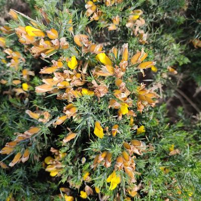 Ulex europaeus, photographed by Quentin Groom